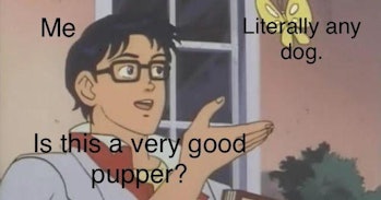 pupper pigeon meme