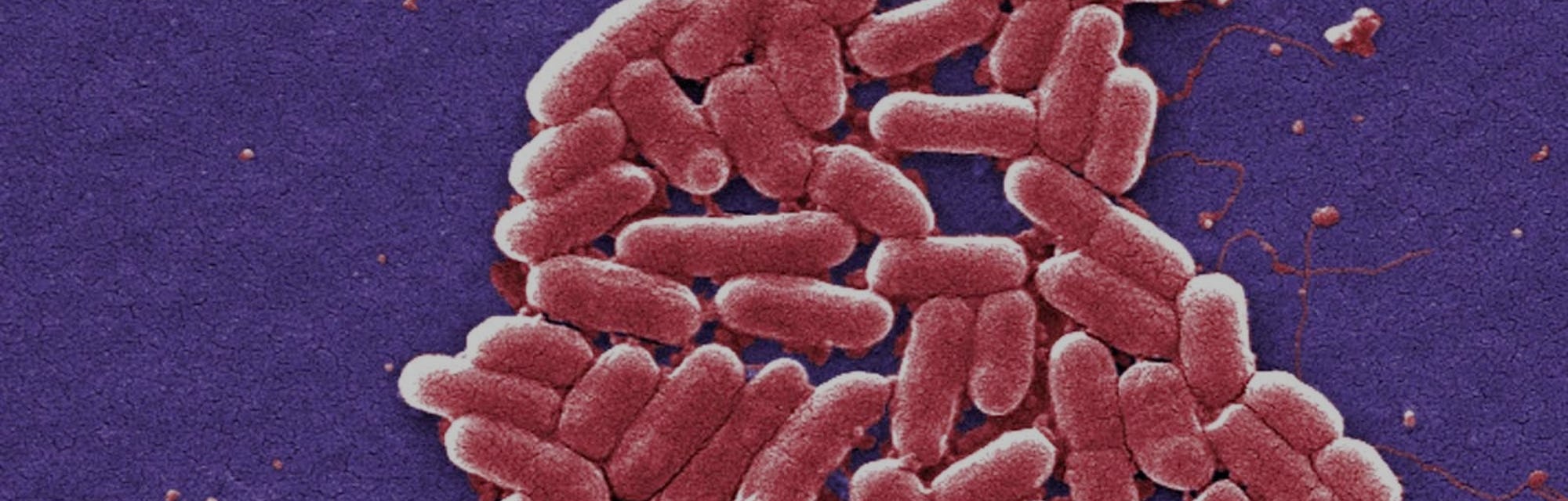 Thousands of Years of Poop Science Prepared Humans to Master Gut Flora ...