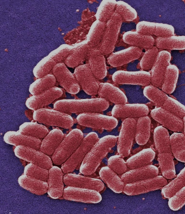 Thousands of Years of Poop Science Prepared Humans to Master Gut Flora ...