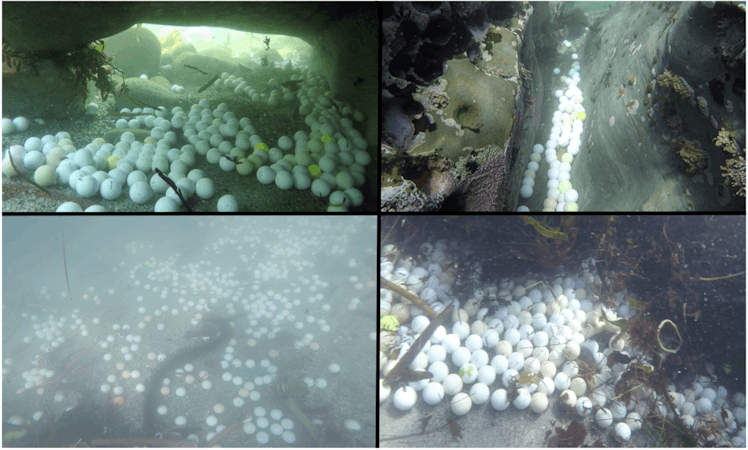 Dense aggregations of golf balls littering the sea floor in the Monterey Bay National Marine Sanctua...