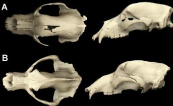 cave bear skulls