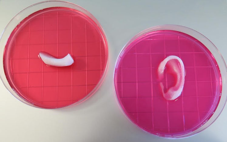 3d printing gel petri dish ear cartilage
