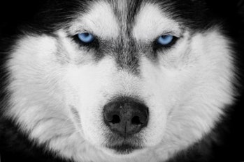 Siberian