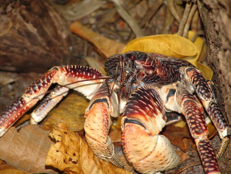 Coconut Crab  {Birgus latro}#3