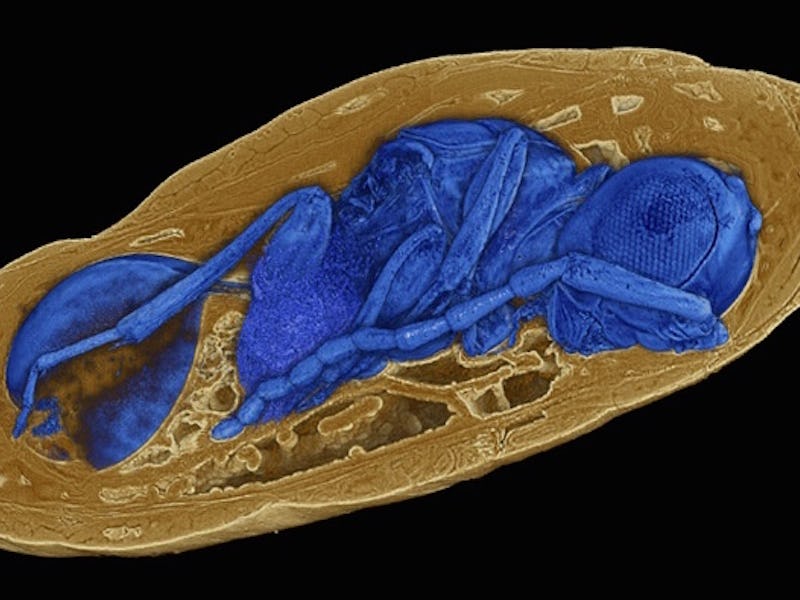 Xenomorph-Like Parasitoid