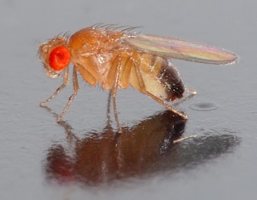 01 Drosophila melanogaster