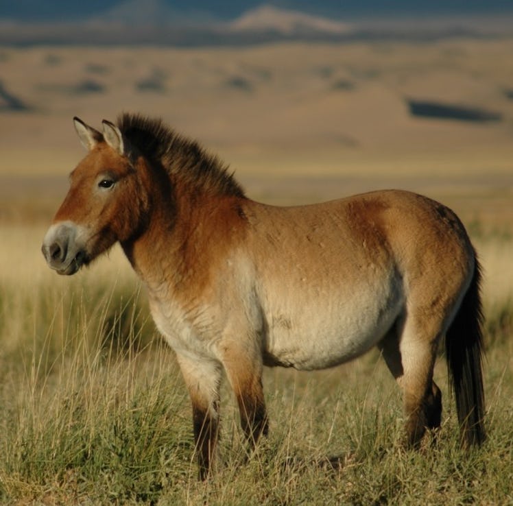 Przewalski's horse