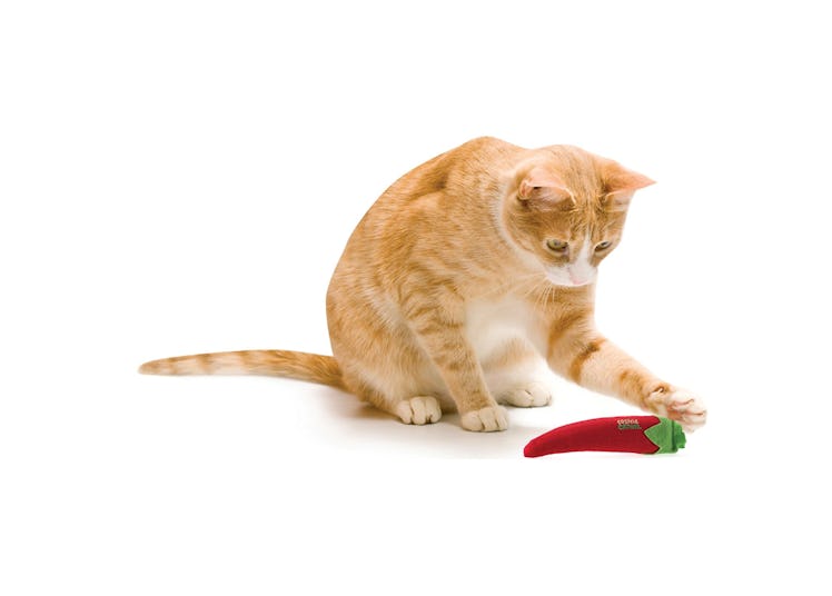 chili cat toy