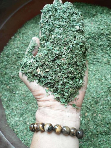 Kratom leaves are harvested, dried, and usually ground to a powder.