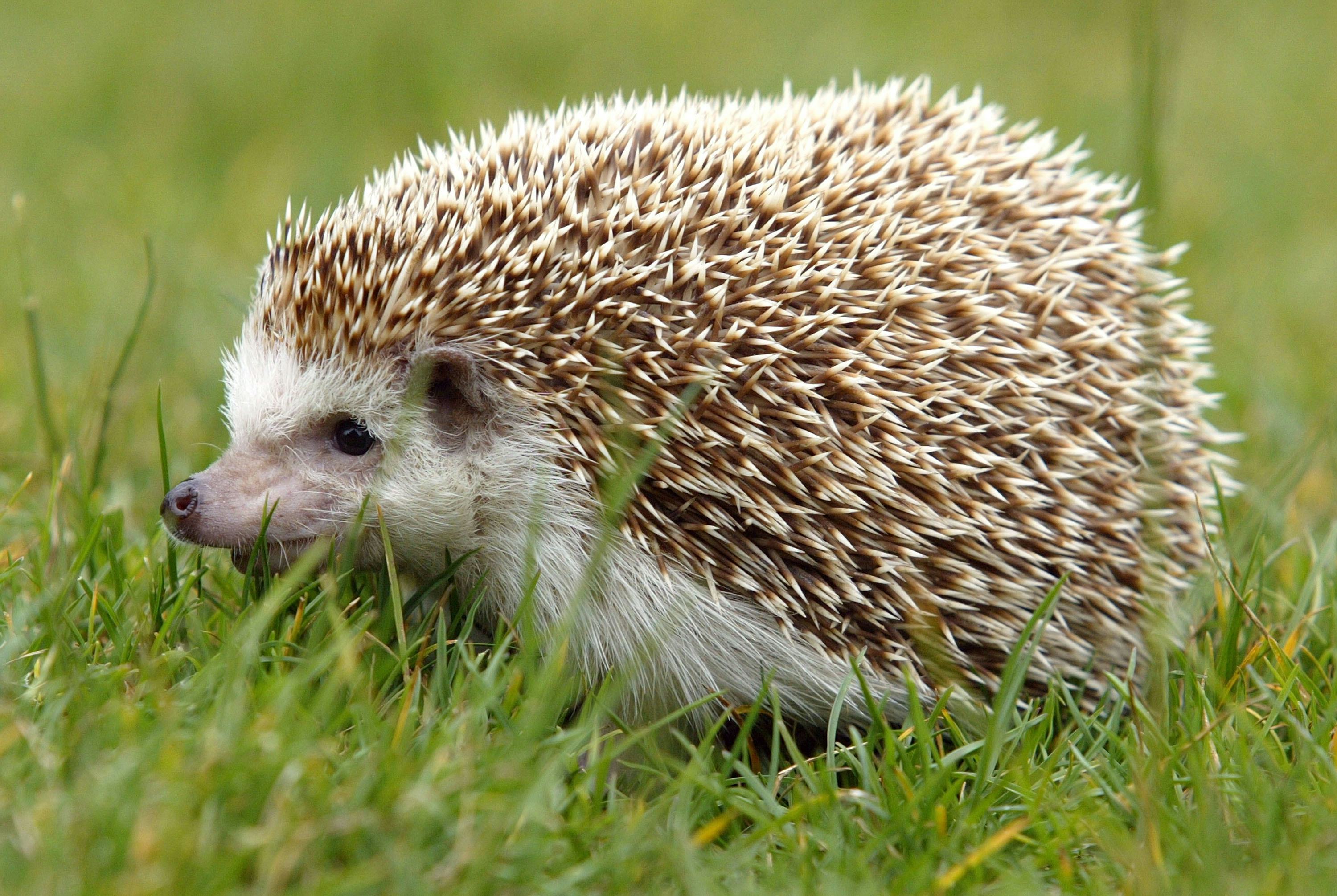 Hedgehog Spines Hold the Secret to Preventing Concussions