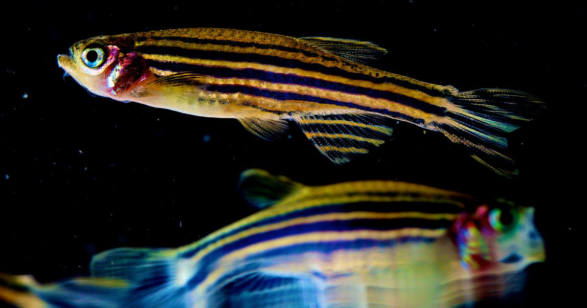 Why Do Zebrafish Have Stripes? A Math Model Explains the Pattern