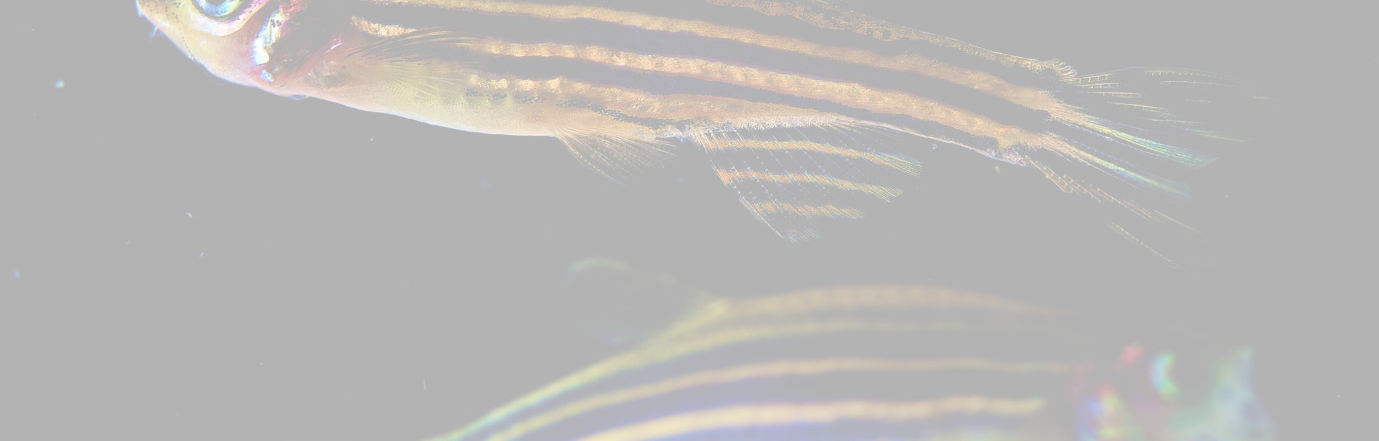 Why Do Zebrafish Have Stripes? A Math Model Explains the Pattern