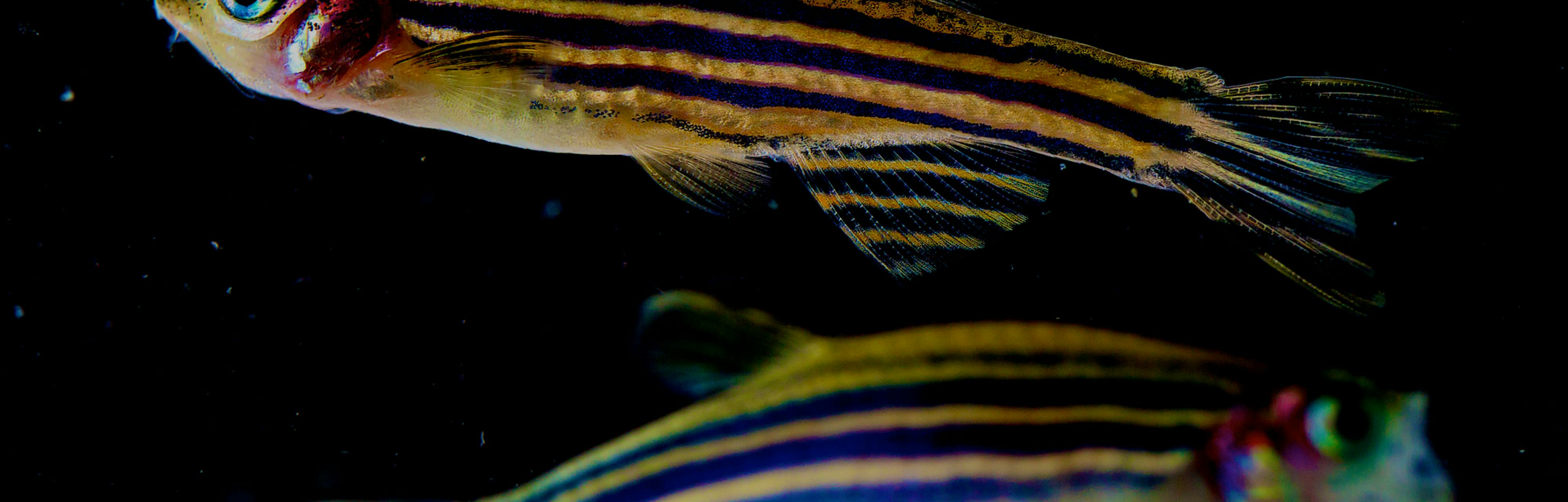 Why Do Zebrafish Have Stripes? A Math Model Explains the Pattern