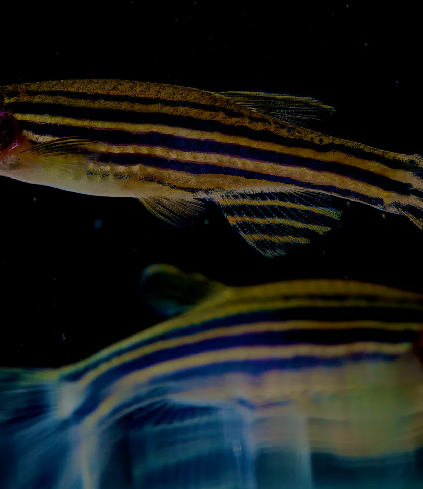 Zebra Patterned Fish Why Do Zebrafish Have Stripes? A Math Model Explains the Pattern