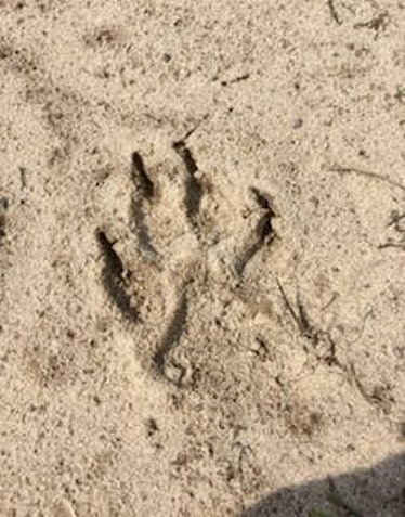 wolf footprint 
