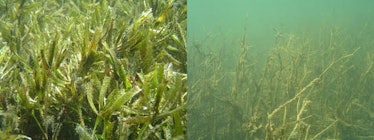 seagrass Shark Bay