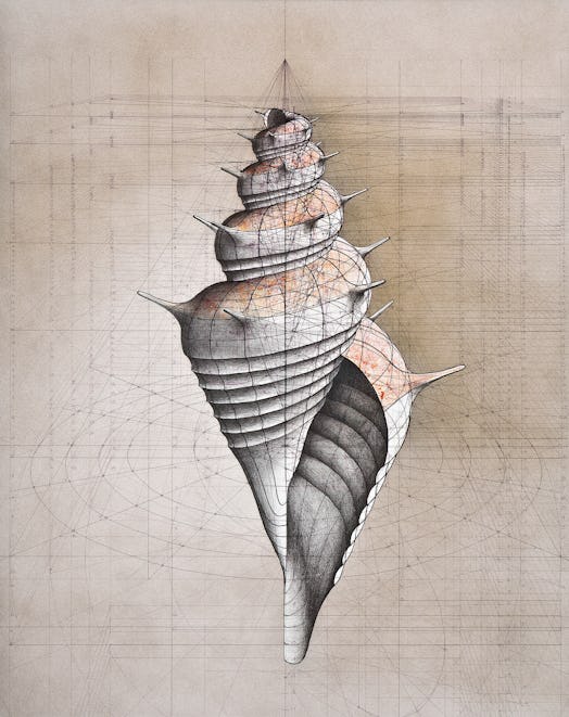 Fibonacci sequence shell illustration