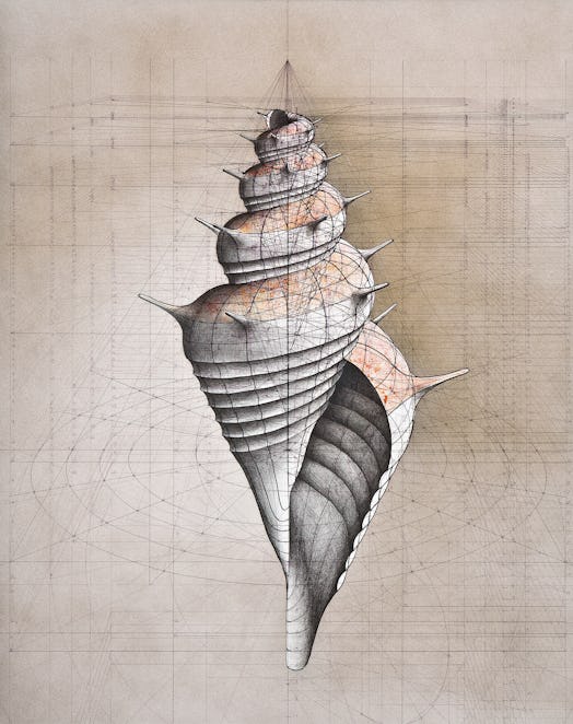 Fibonacci sequence shell illustration