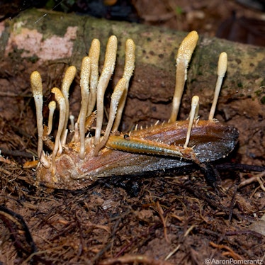 cordyceps grasshopper dirt
