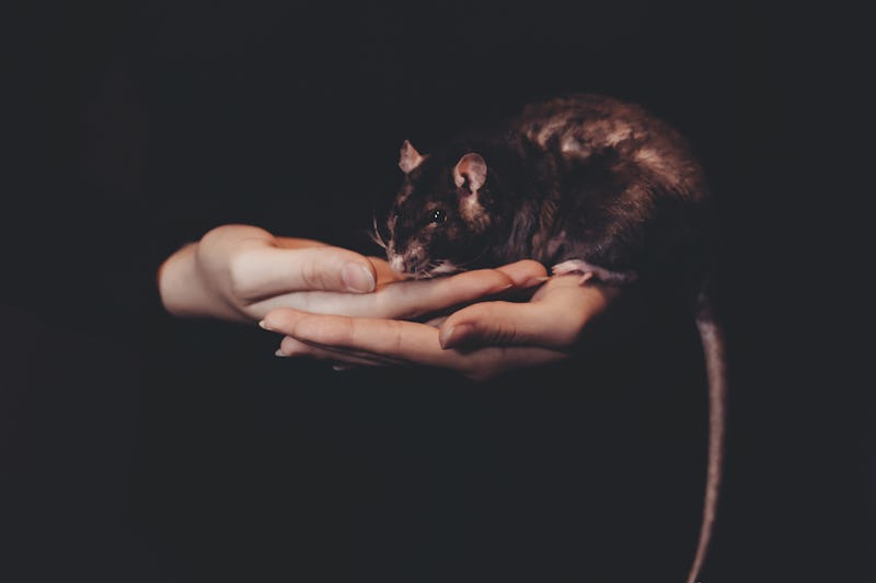 A person holding a rodent that can pass on Hantavirus