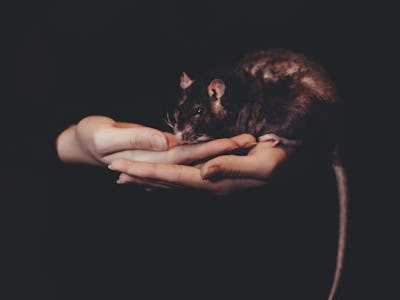 A person holding a rodent that can pass on Hantavirus