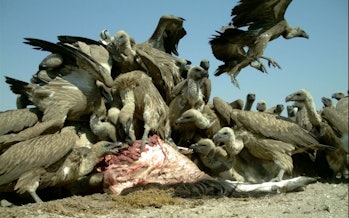 Researchers sampled vultures and found that they had elevated levels of lead in their blood during h...
