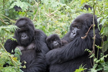 gorilla family 
