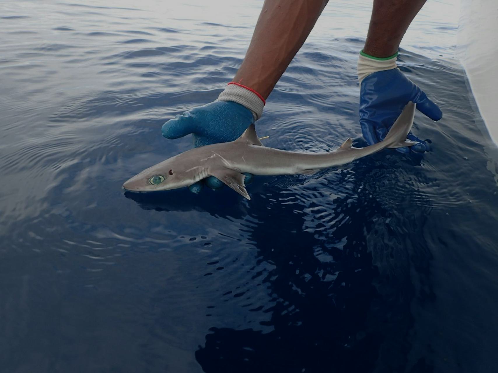 Shark Week How Scientists Discovered a New Shark Species Near Florida