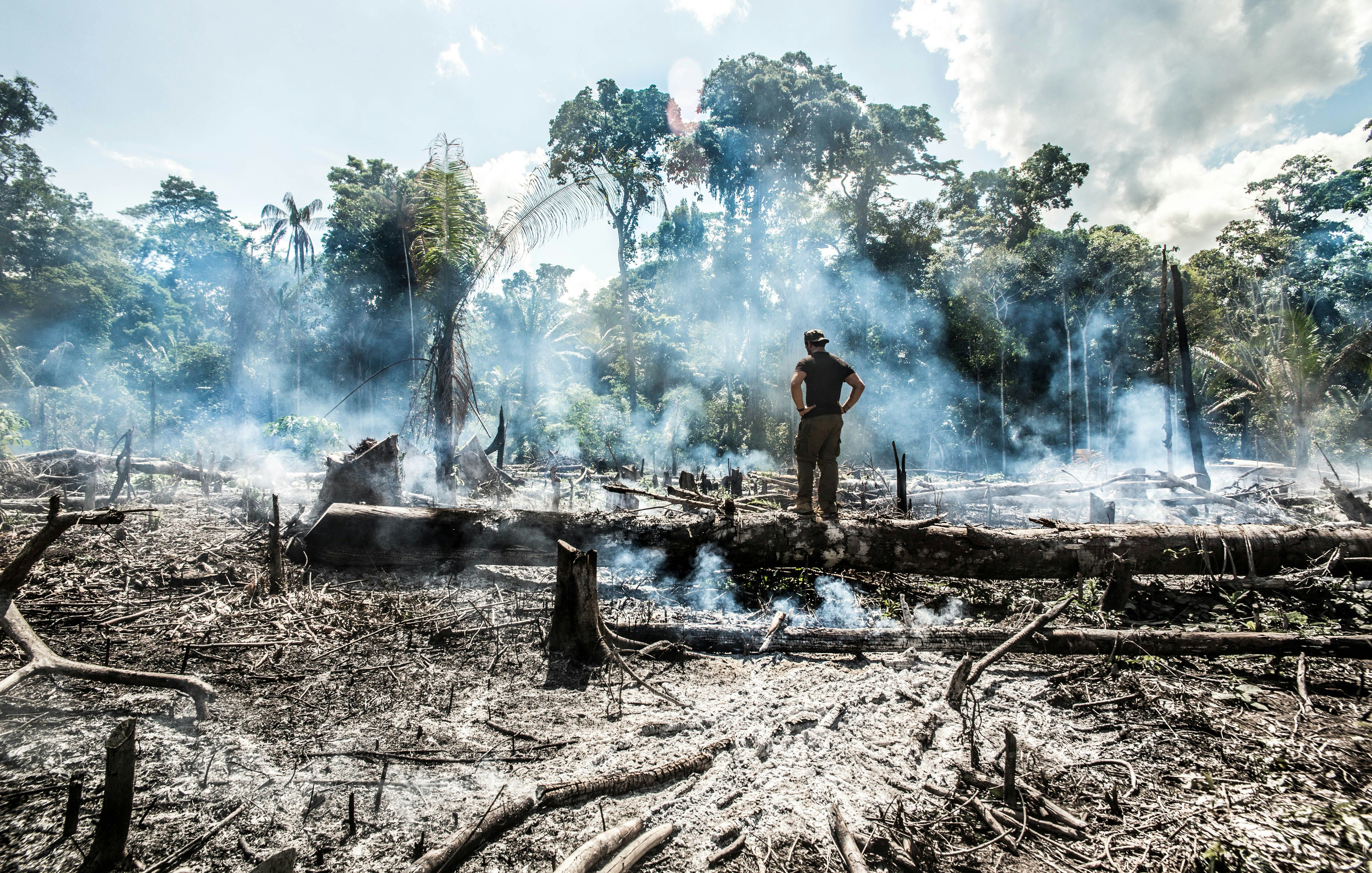 Amazon Rainforest Fires: Three Ways People Can Help, Even From Far Away