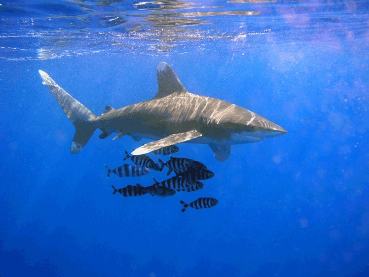 shark week oceanic white tip