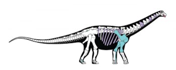 New Species of Dinosaur Is a