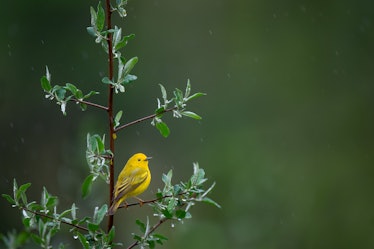 Researchers saw that warblers were some of the birds whose populations decreased the most in the pas...