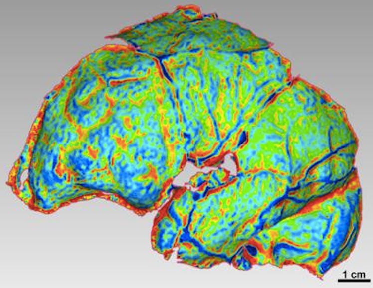Homo naledi, brain