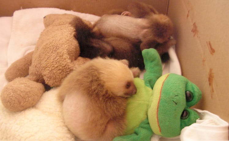 Baby Sloths with Animals