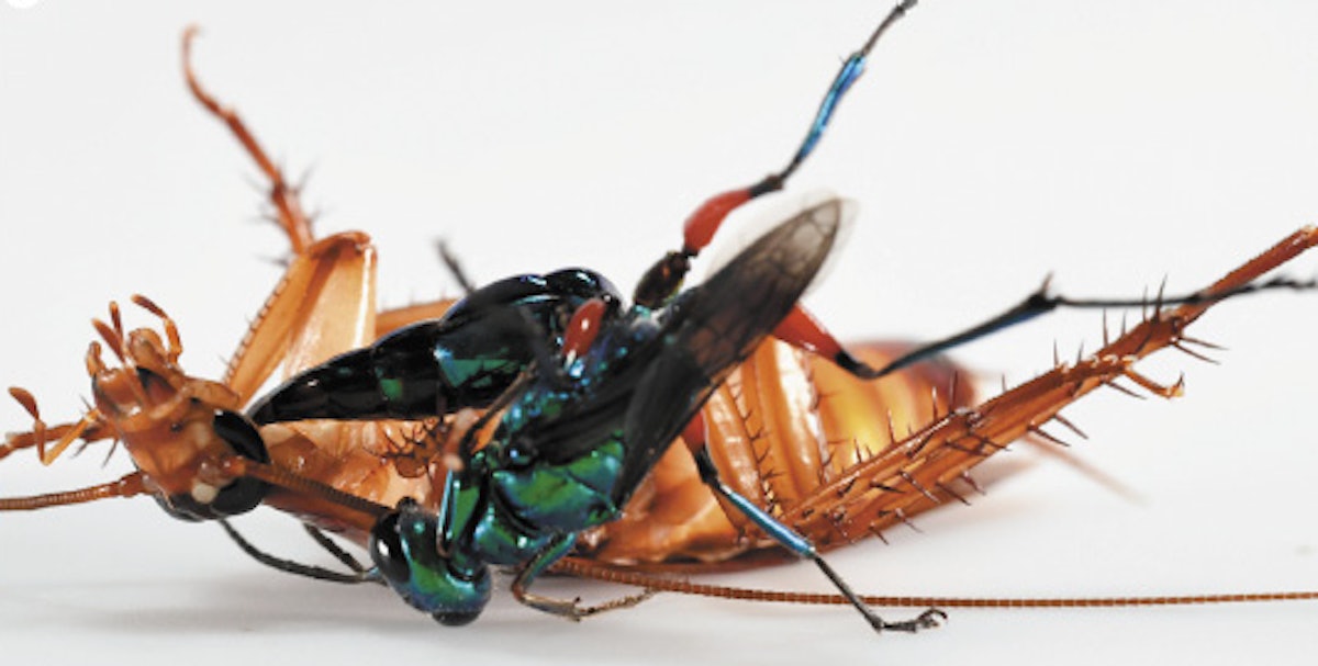 Scientific Video Shows Cockroach Kicking Wasp To Prevent Its Zombification