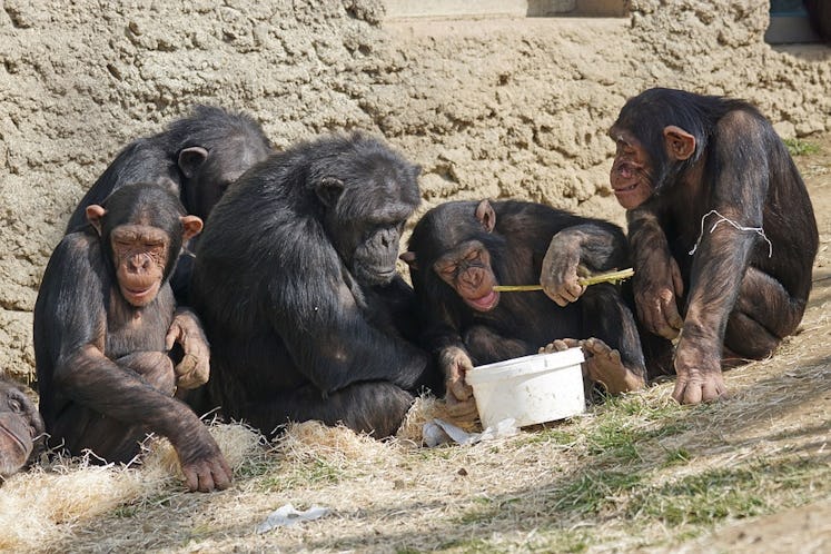 Five chimps sitting and eating
