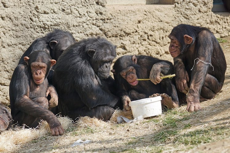 Five chimps sitting and eating