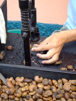 Hand shelling cashew nuts