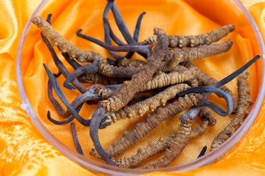 Caterpillar fungus found high in the Himalayas in a jar