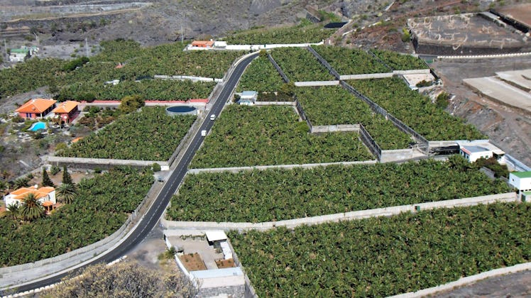 Banana plantations in Tenerife.