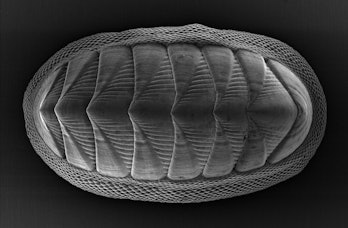 The chiton mollusk, which is about 1 to 2 inches long, has a series of eight large plates and is rin...