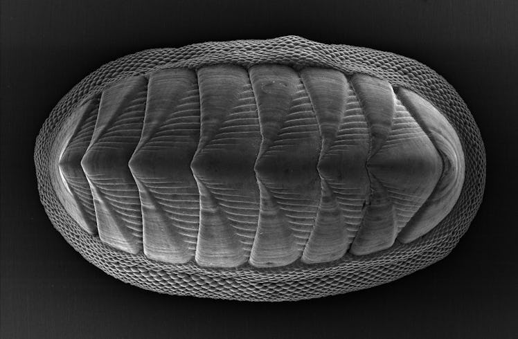 The chiton mollusk, which is about 1 to 2 inches long, has a series of eight large plates and is rin...