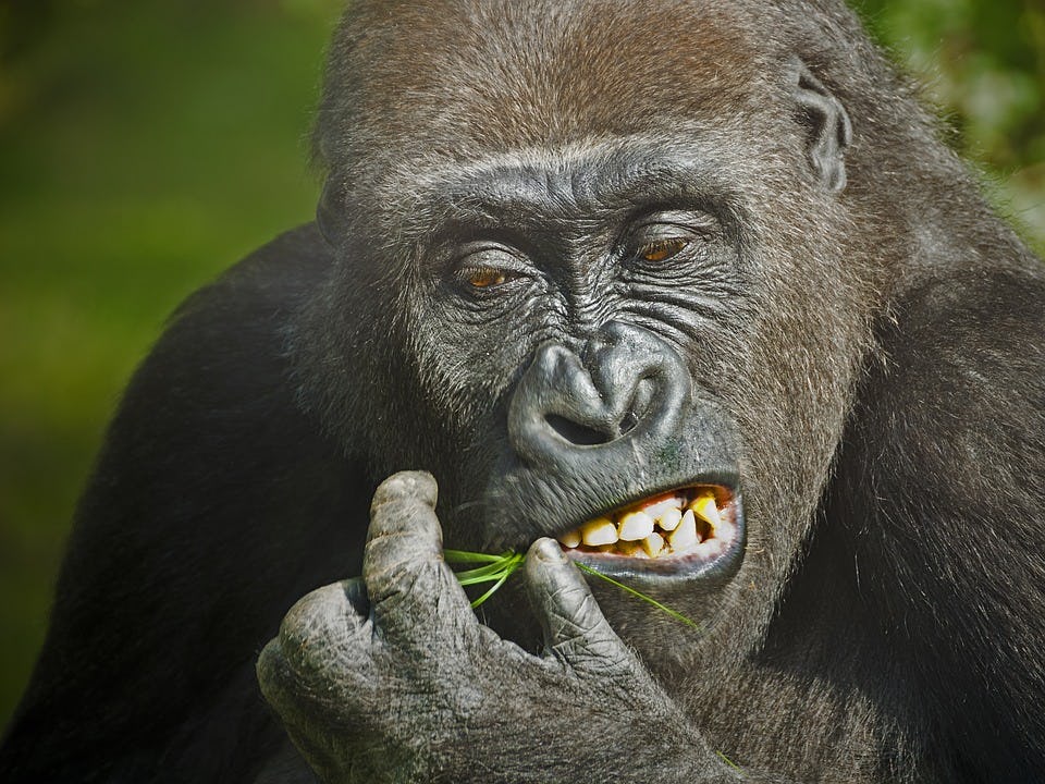 Gorilla Poop Study Reveals What Some Human Microbes Are Missing