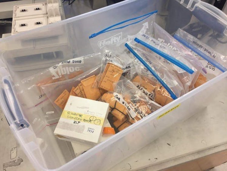 Unwrapping African samples in a Texas lab.