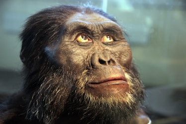 A reconstruction of the head of an Australopithecus afarensis -- a human ancestor -- on display in t...