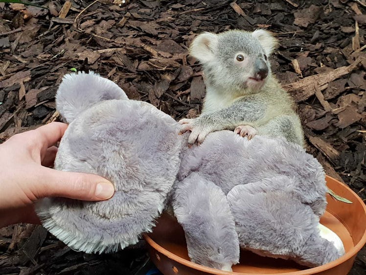 koala baby joey