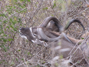 Kudu Male