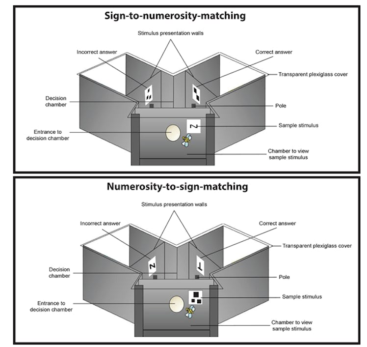 The Y-maze apparatus 