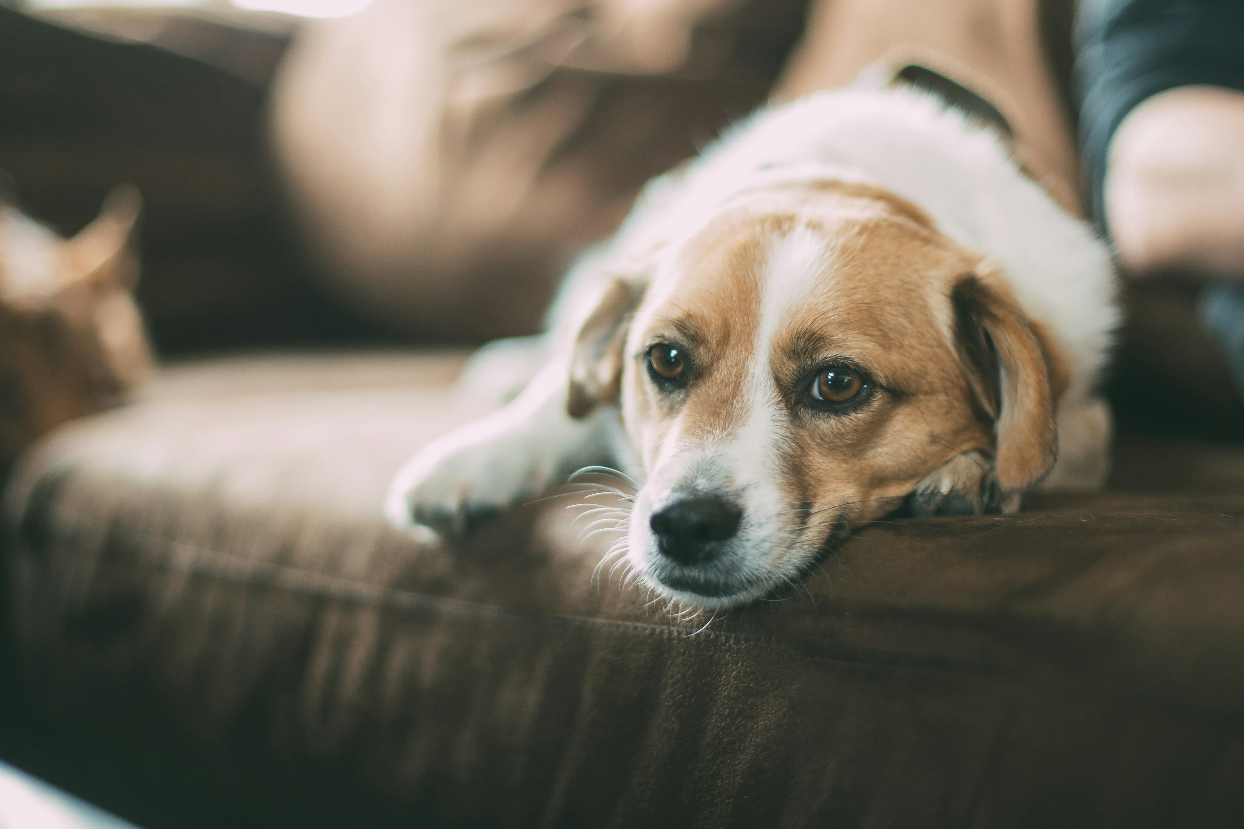 Dog watches tv store intelligence