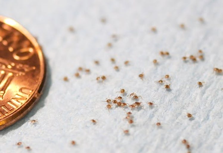 Tiny larval lone star ticks next to a penny.
